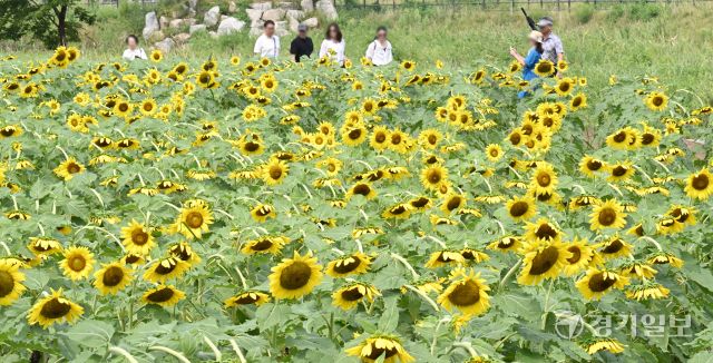 31일 인천 강화군 교동도 난정 해바라기 정원을 찾은 시민들이 활짝 핀 해바라기를 보며 가을 정취를 만끽하고 있다.조병석 기자
