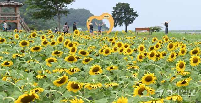 31일 인천 강화군 교동도 난정 해바라기 정원을 찾은 시민들이 활짝 핀 해바라기를 보며 가을 정취를 만끽하고 있다.조병석 기자