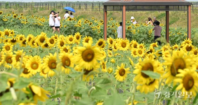 31일 인천 강화군 교동도 난정 해바라기 정원을 찾은 시민들이 활짝 핀 해바라기를 보며 가을 정취를 만끽하고 있다.조병석 기자