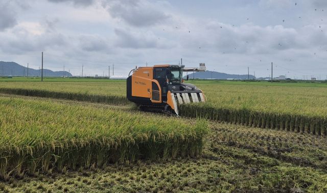 강화섬쌀 첫 벼베기. 강화군 제공
