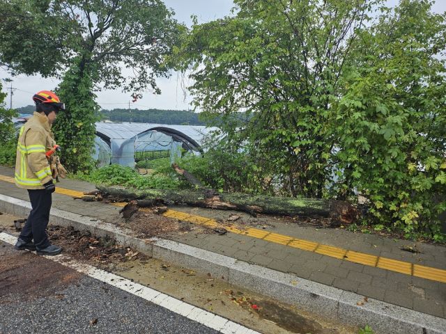 6일 양주시 남면 매곡리 인도에서 쓰러진 나무를 소방대원이 정리하고 있다. 경기도소방재난본부 제공