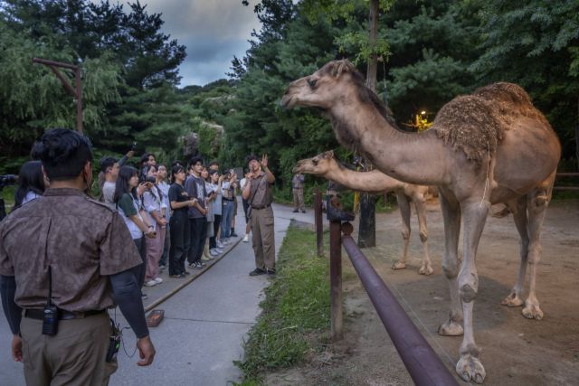 에버랜드 사파리. 연합뉴스