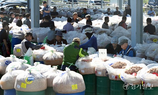 10일 인천 강화군 내가면 외포리 경인북부수협 새우젓 위판장에서 관계자들이 경매를 마친 추(秋)젓 을 정리하고 있다. 조병석기자