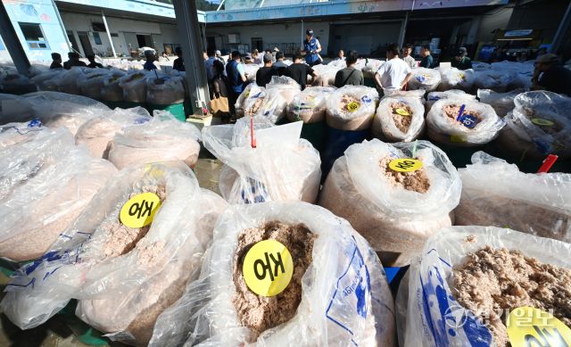 10일 인천 강화군 내가면 외포리 경인북부수협 새우젓 위판장에서 추(秋)젓 경매가 진행되고 있다. 조병석기자