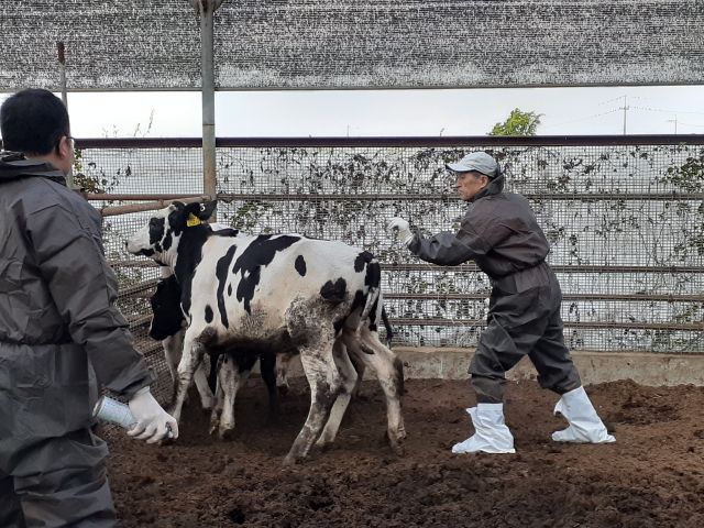 인천 계양구 예방접종반 관계자가 구제역 정기 예방접종을 하고 있다. 인천 계양구 제공