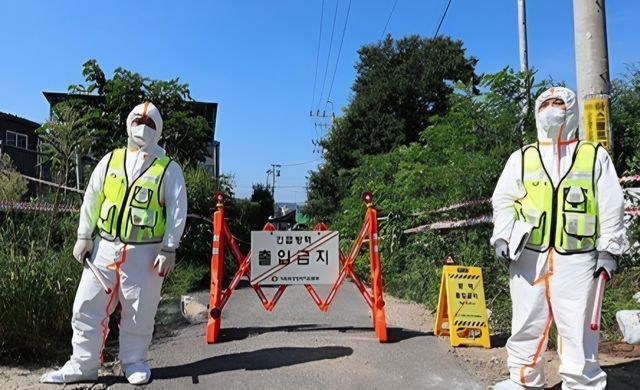 중앙사고수습본부는 14일 경기도 연천군 소재 양돈농장에서 아프리카돼지열병이 발생했다고 발표했다. 연합뉴스