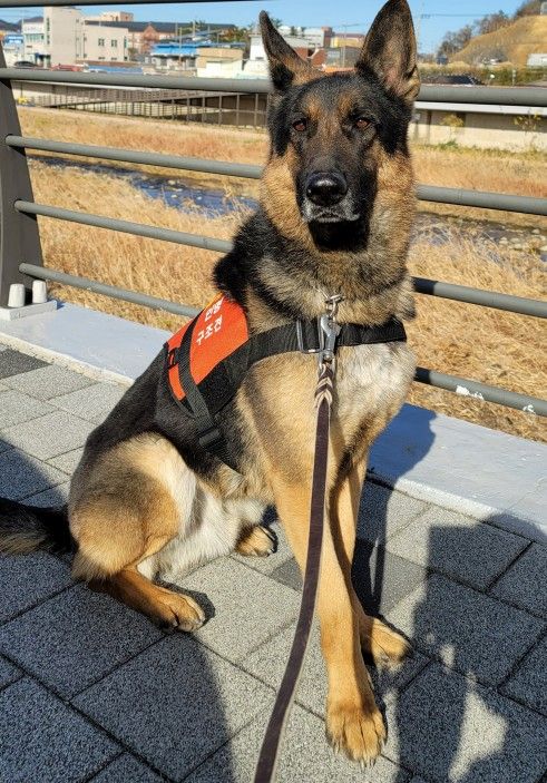 경남소방본부 소속 119 구조견 투리. 경남소방본부 제공