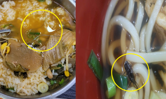 (왼쪽부터) 2023년 10월 안성휴게소 국밥에서 발견된 노끈, 2023년 8월 문경휴게소 우동에서 발견된 귀뚜라미. 정희용 의원실 제공