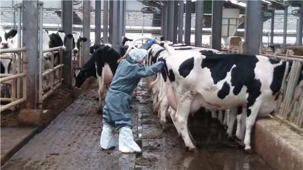 한 농가에서 젖소의 결핵병 감염 여부를 검진하고 있다. 경기도 제공