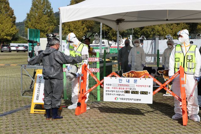 가평군 직원들이 실전 같은 가축전염병 가상방역훈련을 실시하고 있다. 가평군 제공