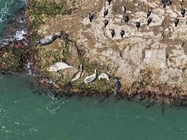 인천 백령도에 서식하는 점박이 물범. 인천녹색연합 제공