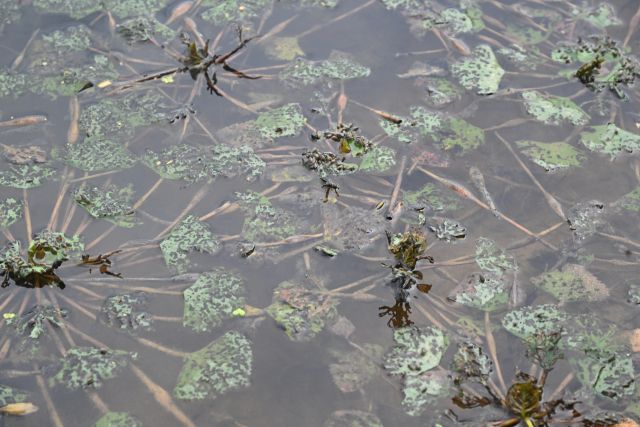 부엽성 수생식물은 물속의 땅에 뿌리를 내지지만 잎은 수면 이나 수면 위에 떠있다.