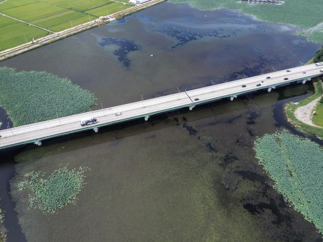 저수지를 점령한 마름.