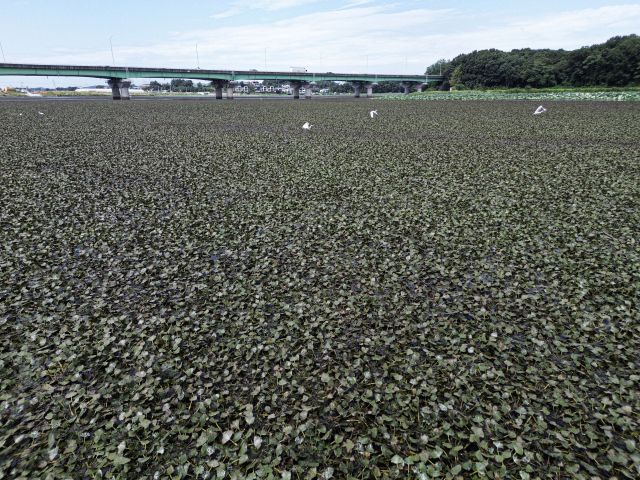 저수지가 아니라 육지처럼 보인다.