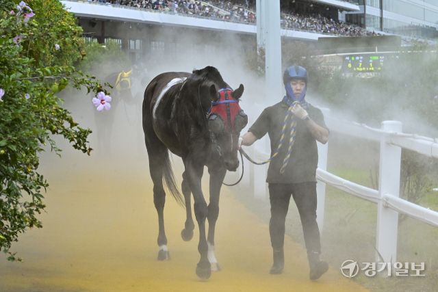 한국마사회, 2025 OBS 코리아컵과 코리아스프린트 대회 개최 [포토뉴스]