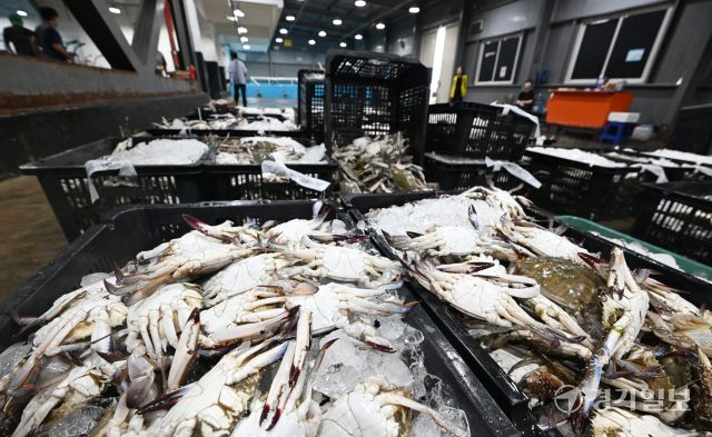 8일 인천 중구 경인서부수협 위판장에서 인천 근해에서 조업한 가을 꽃게 경매를 하고 있다. 조병석기자