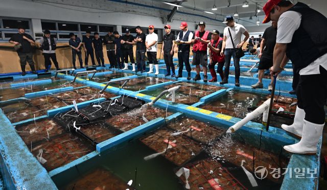 8일 인천 중구 경인서부수협 위판장에서 인천 근해에서 조업한 가을 꽃게 경매를 하고 있다. 조병석기자