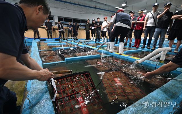 8일 인천 중구 경인서부수협 위판장에서 인천 근해에서 조업한 가을 꽃게 경매를 하고 있다. 조병석기자