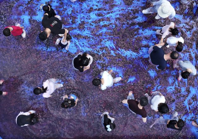 2025년 9월 6~7일까지 열린 제11회 화성시 송산포도축제에서 시민들이 포도밟기 체험을 하고 있다. 화성특례시 제공