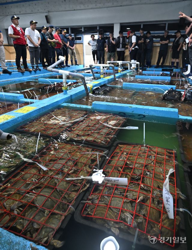 8일 인천 중구 경인서부수협 위판장에서 인천 근해에서 조업한 가을 꽃게 경매를 하고 있다. 조병석기자