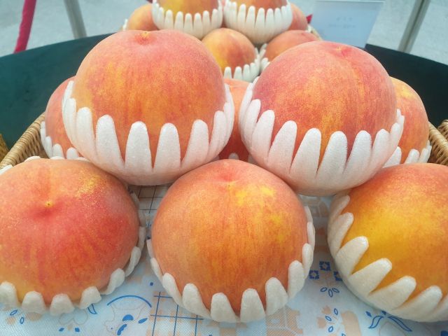 장호원황도복숭아. 이천시 제공