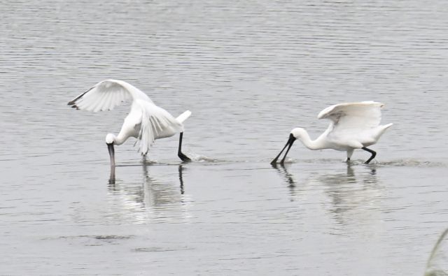 긴 여정 준비하는 저어새 [포토뉴스]