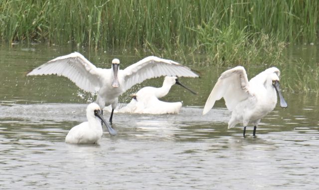 긴 여정 준비하는 저어새 [포토뉴스]