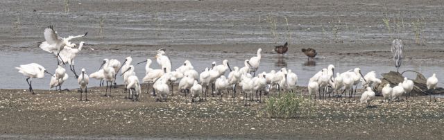 긴 여정 준비하는 저어새 [포토뉴스]