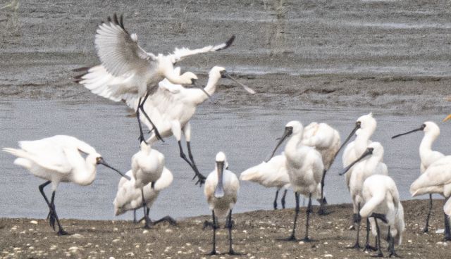 긴 여정 준비하는 저어새 [포토뉴스]