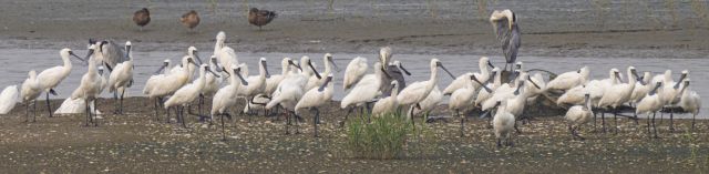 긴 여정 준비하는 저어새 [포토뉴스]