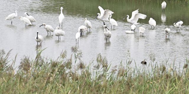 긴 여정 준비하는 저어새 [포토뉴스]