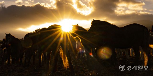 병오년 붉은 말의 해, 전국 곳곳 말들의 새해맞이 [포토뉴스]