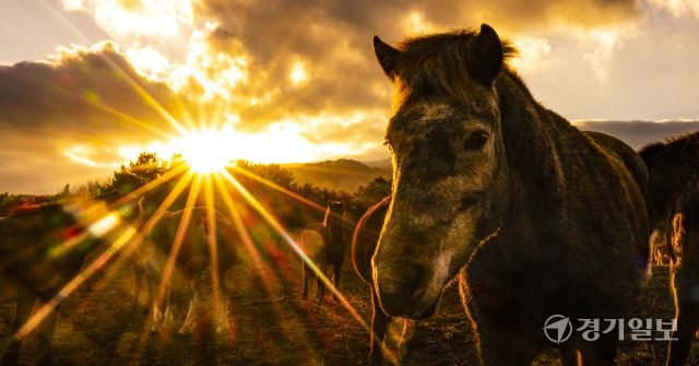 병오년 붉은 말의 해, 전국 곳곳 말들의 새해맞이 [포토뉴스]