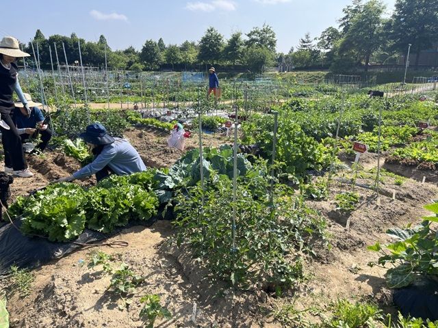 파주시가 운영 중인 시민주말농장에서 시민들이 텃밭을 가꾸는 모습. 파주시 제공