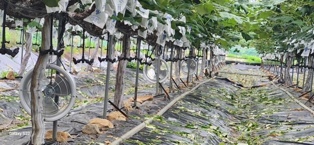 과수 품질 고급화 환경개선 지원사업 사례. 강화군 제공