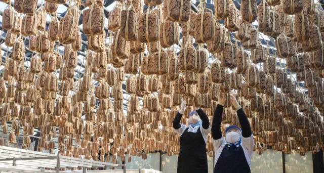 13일 안성시 서일농원에서 직원들이 메주를 살펴보고 있다. 윤원규기자