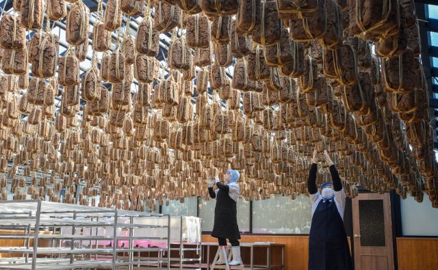 13일 안성시 서일농원에서 직원들이 메주를 살펴보고 있다. 윤원규기자