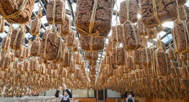 13일 안성시 서일농원에서 직원들이 메주를 살펴보고 있다. 윤원규기자