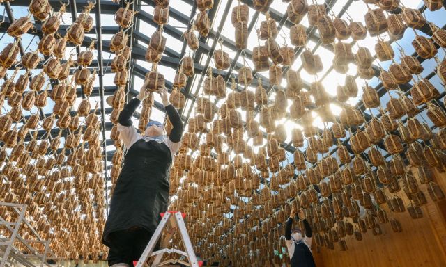 13일 안성시 서일농원에서 직원들이 메주를 살펴보고 있다. 윤원규기자