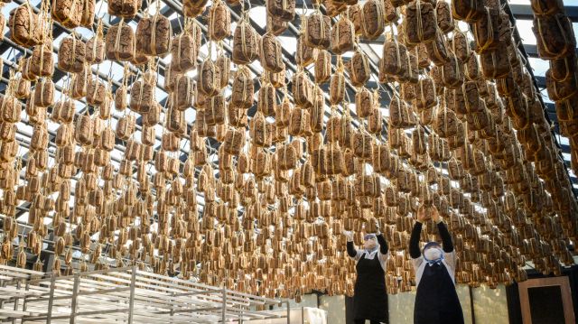 13일 안성시 서일농원에서 직원들이 메주를 살펴보고 있다. 윤원규기자