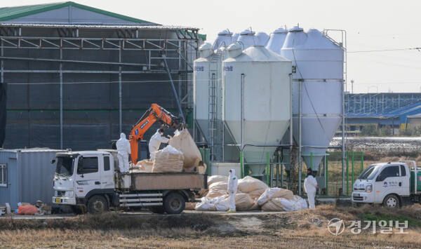 기사의 이해를 돕기 위한 이미지로 직접적 연관은 없습니다. 고병원성 조류인플루엔자 항원이 확인된 평택 산란계 농장 모습. 경기일보DB