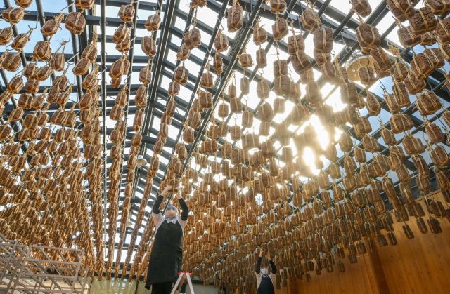 13일 안성시 서일농원에서 직원들이 메주를 살펴보고 있다. 윤원규기자