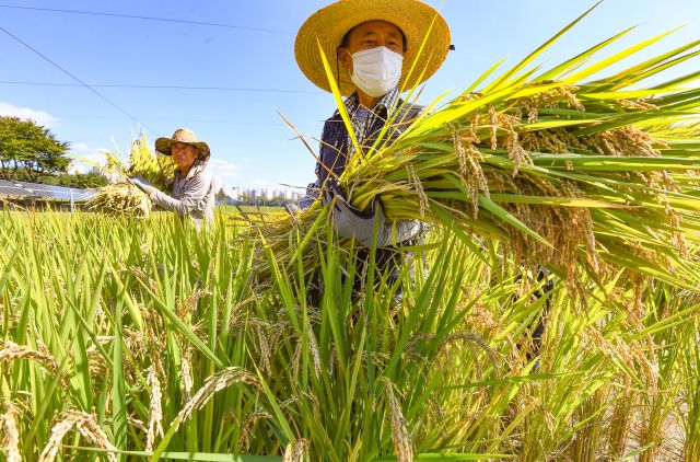 기사의 이해를 돕기 위한 이미지로 직접적 연관은 없습니다. 사진은 경기도내 한 농부가 벼를 베는 모습. 경기일보DB