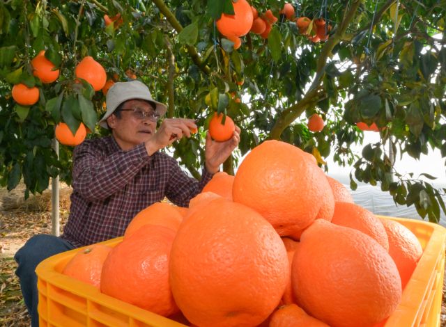 25일 오후 안성시 황금향 농원에서 농장주가 주황빛 황금향을 수확하고 있다.