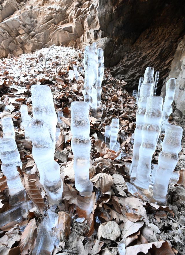 전국적으로 한파가 지속된 25일 인천 부평구 산곡동의 한 토굴 바닥에 역고드름이 자라고 있다. 역고드름은 물이 얼면서 부피가 커질 때 덜 얼어붙은 표면으로 물이 밀려나와 생성되는 현상이다. 조병석기자
