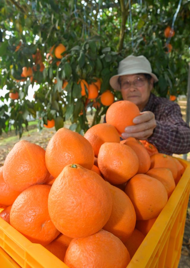 25일 오후 안성시 황금향 농원에서 농장주가 주황빛 황금향을 수확하고 있다.