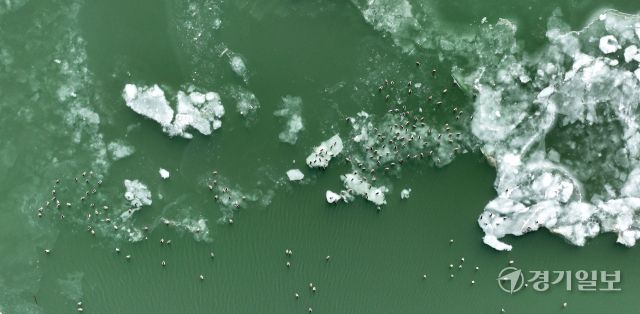 매섭게 몰아친 북극 한파가 지속되고 있는 25일 인천 서구 경인아라뱃길에서 청둥오리들이 얼음 위에 올라와 휴식을 취하고 있다. 조병석기자