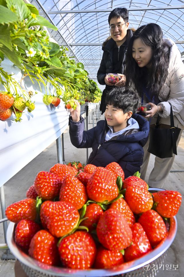 겨울철 과일을 재배 한창, 잘익은 황금향과 딸기 [포토뉴스]
