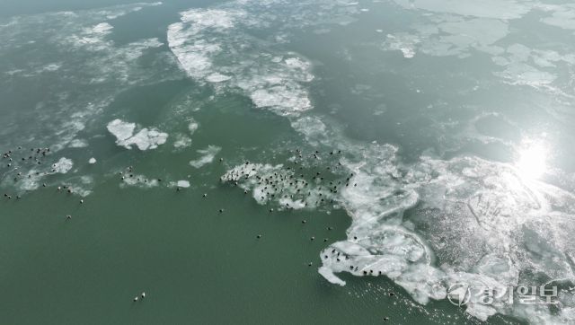 매섭게 몰아친 북극 한파가 지속되고 있는 25일 인천 서구 경인아라뱃길에서 청둥오리들이 얼음 위에 올라와 휴식을 취하고 있다. 조병석기자