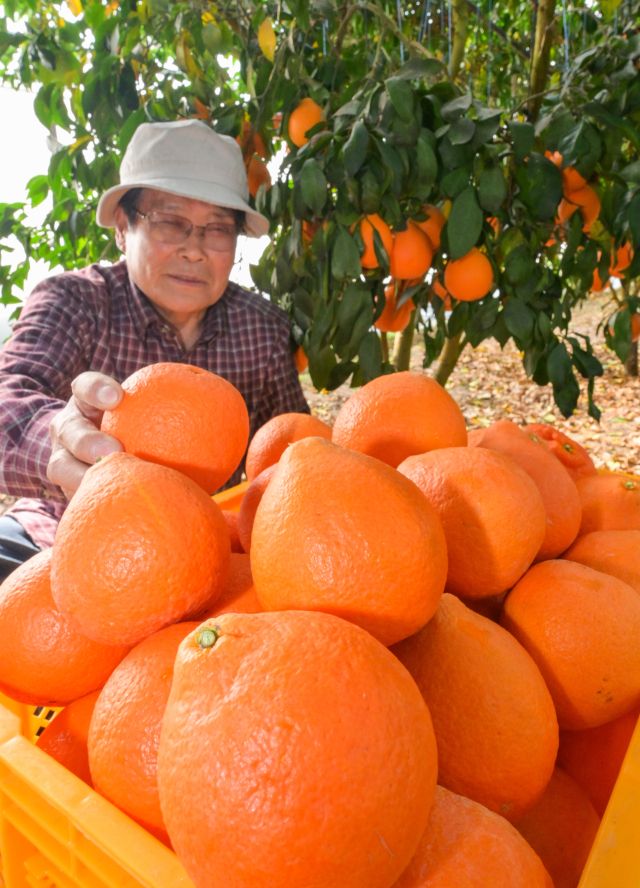 25일 오후 안성시 황금향 농원에서 농장주가 주황빛 황금향을 수확하고 있다.